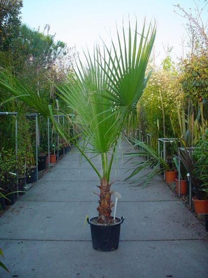 Mexicaanse Waaierpalm (Washingtonia Robusta)