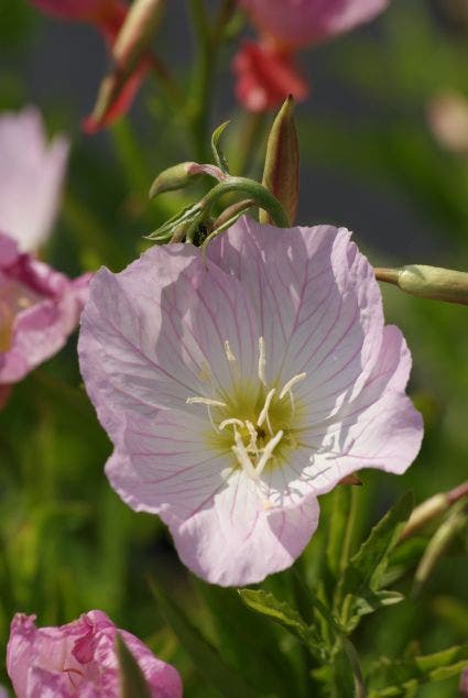 Teunisbloem (Oenothera Speciosa 'Siskiyou')