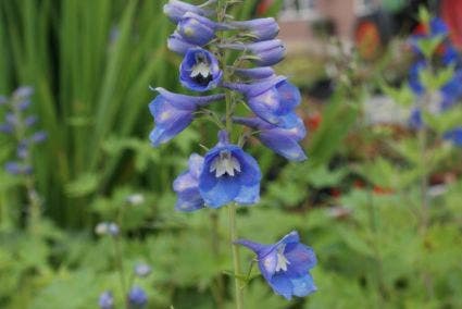 Ridderspoor (Delphinium 'Blue Bird')
