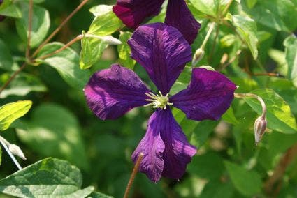 Bosrank (Clematis 'Etoile Violette')