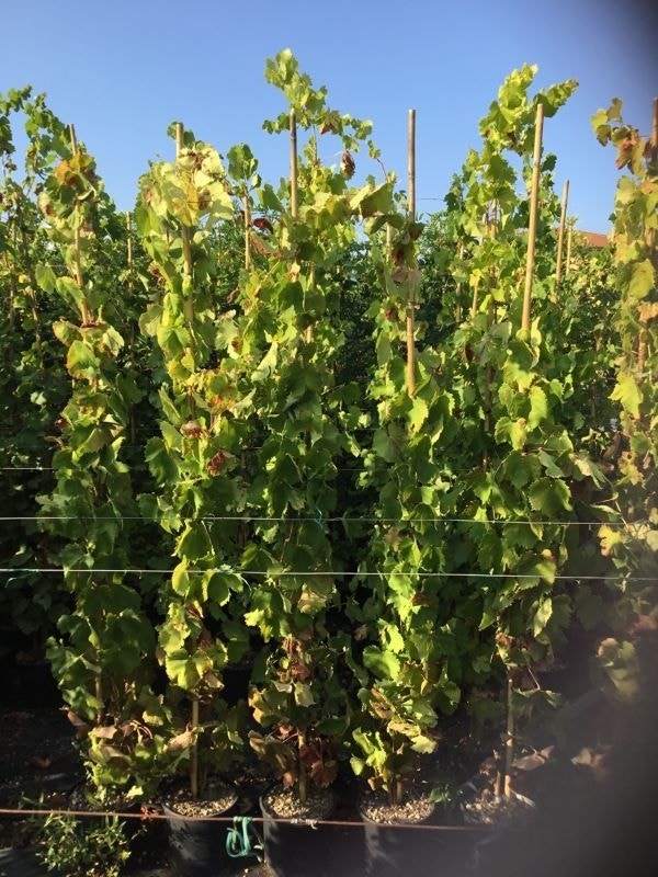 Druif (Vitis Vinifera 'Alphonse Lavalle')