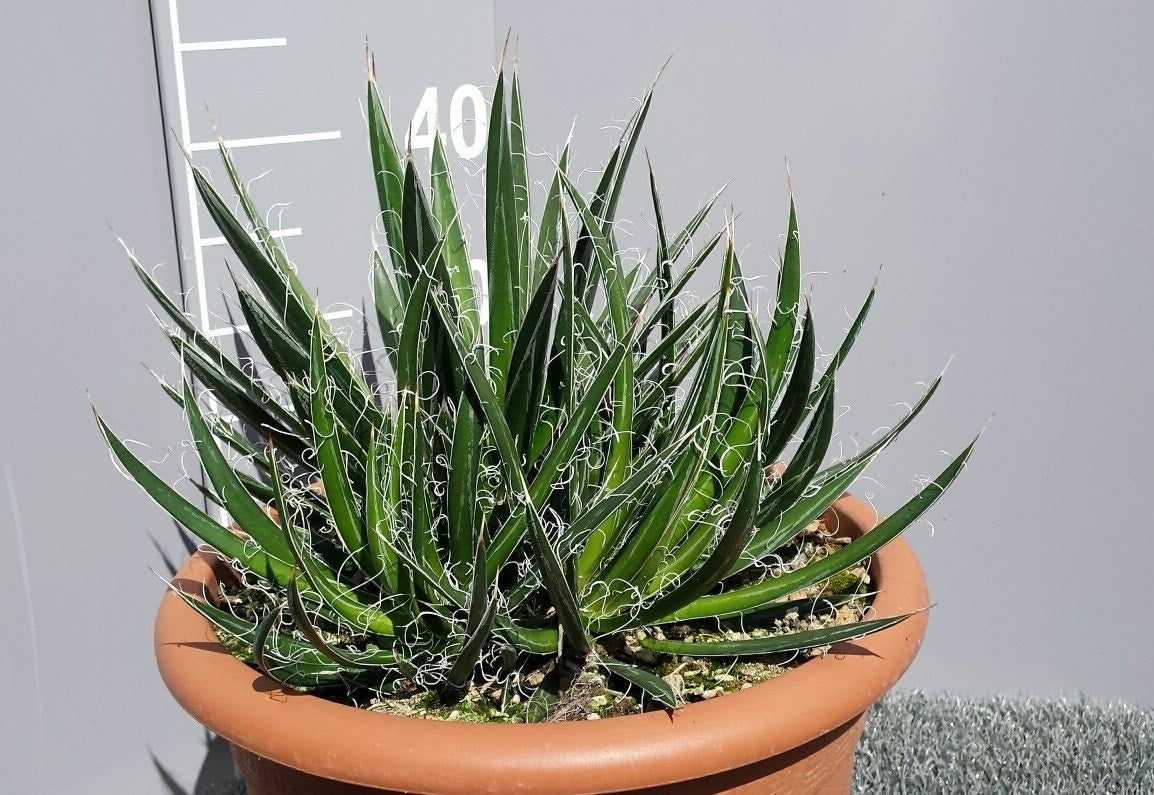 Winterharde Agave (Agave Shidigera)