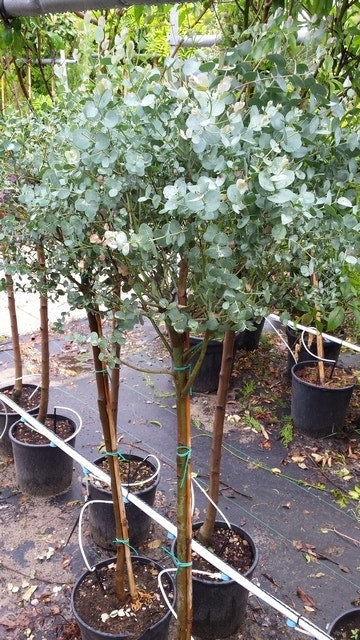 Eucalyptus Op Stam (Eucalyptus Gunnii)