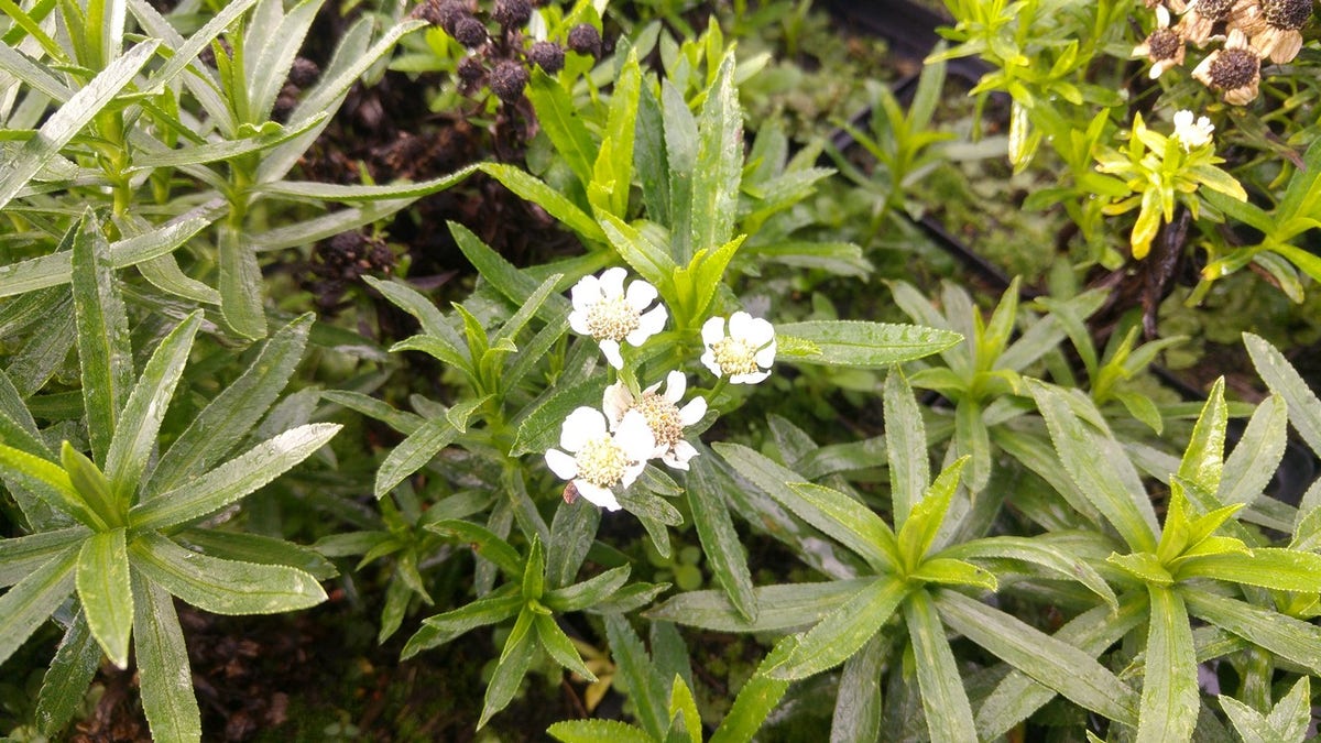 Duizendblad (Achillea Ptarmica 'Nana Compacta')