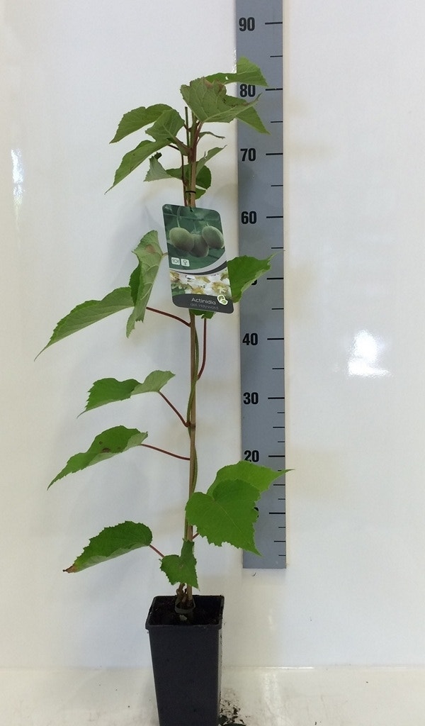 Kiwi (Actinidia Deliciosa 'Hayward')