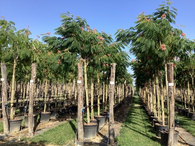 Perzische Slaapboom Op Stam (Albizia Julibrissin 'Ombrella' )
