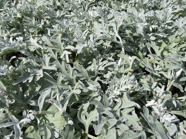 Bijvoet (Artemisia Stelleriana 'Boughton Silver')
