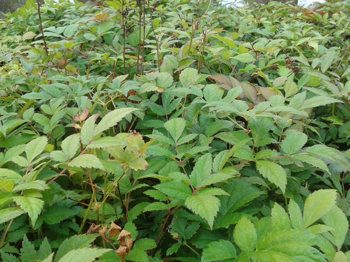 Spirea (Astilbe 'Glut')