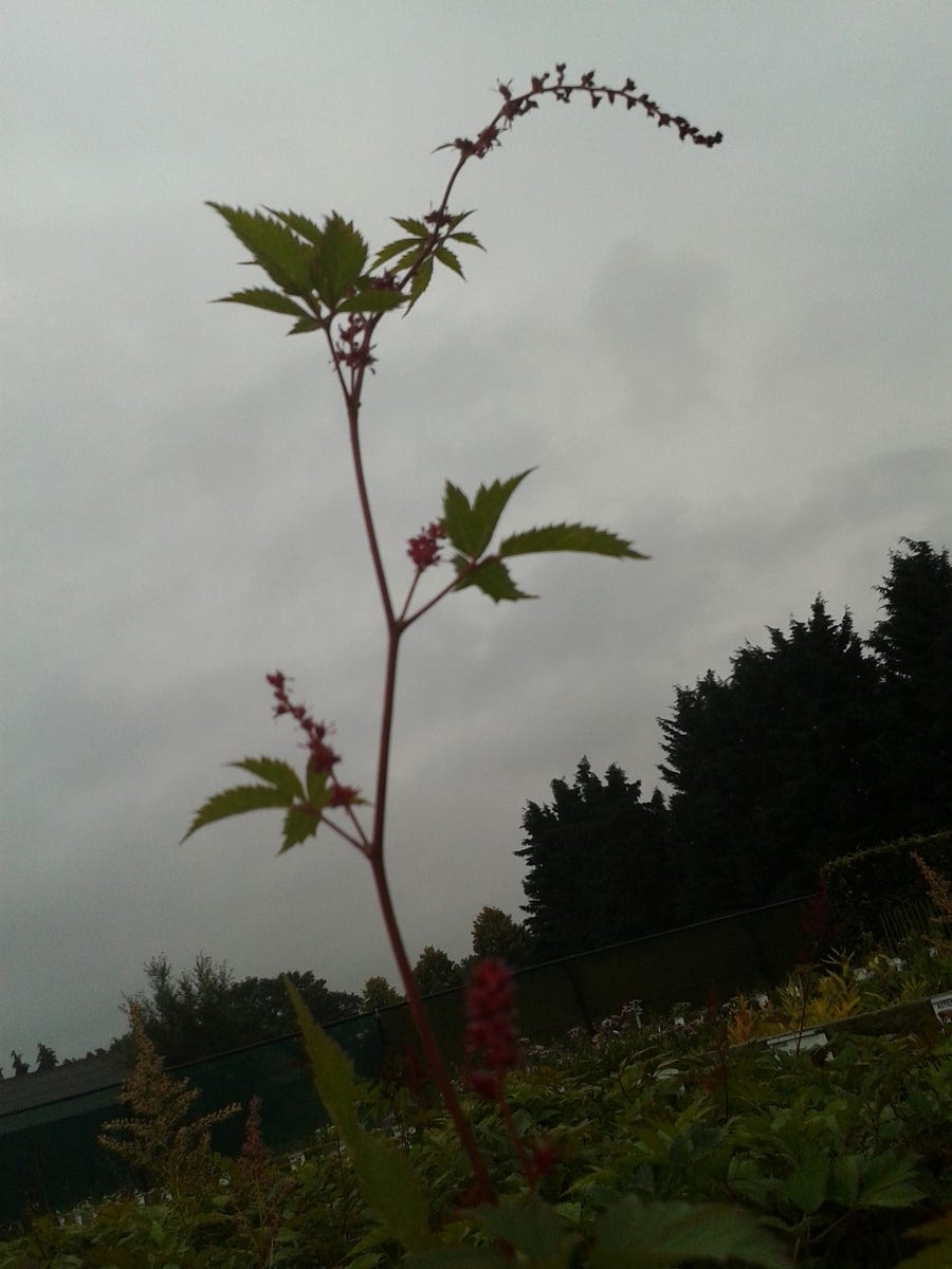 Spirea (Astilbe 'Straussenfeder')