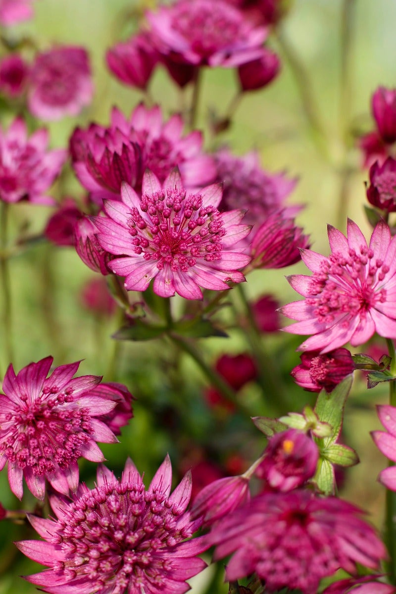 Zeeuws Knoopje (Astrantia Major 'Cherise Button')