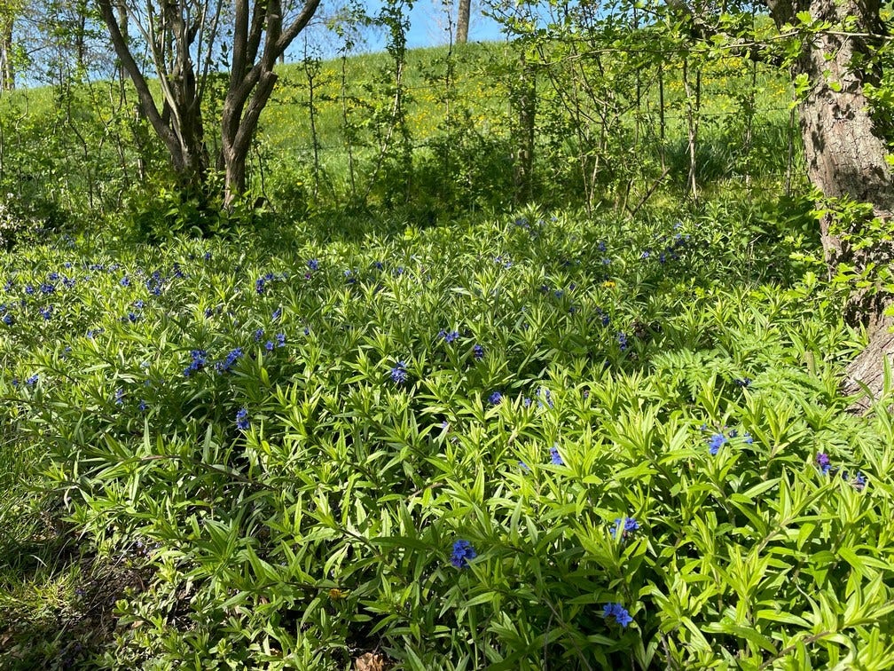 Ruw Parelzaad (Buglossoides Purpurocaerulea)