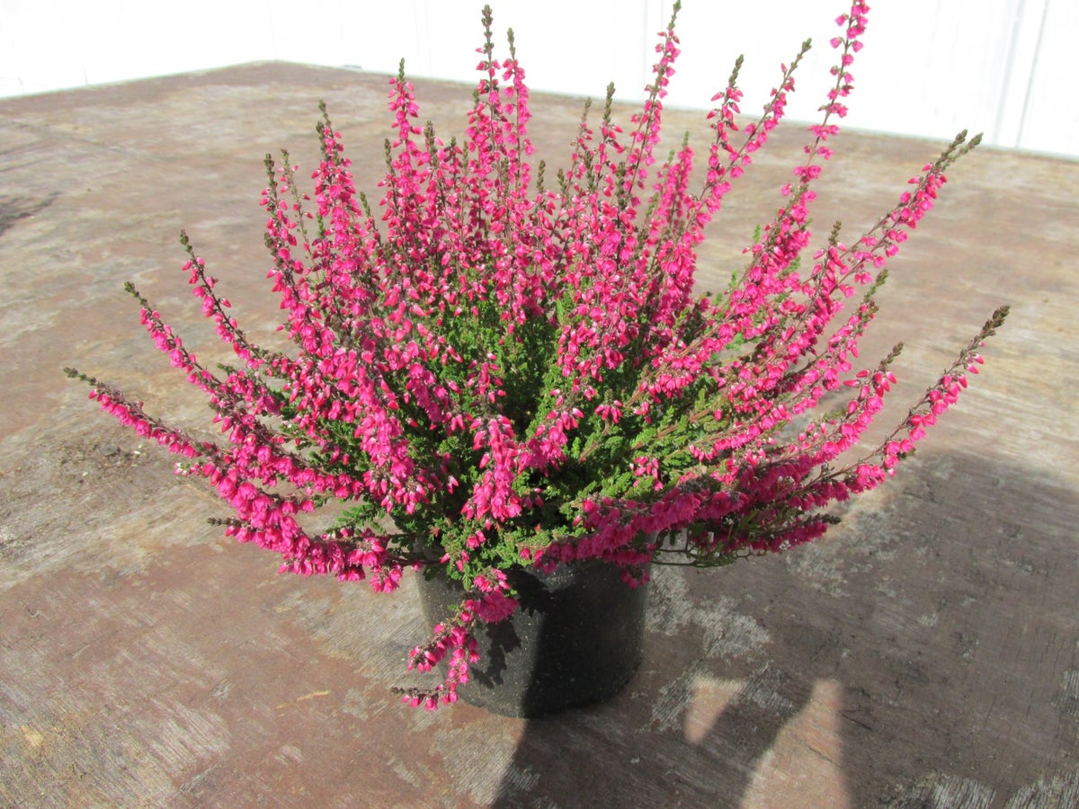 Struikheide (Calluna Vulgaris 'Haalboom's Red')