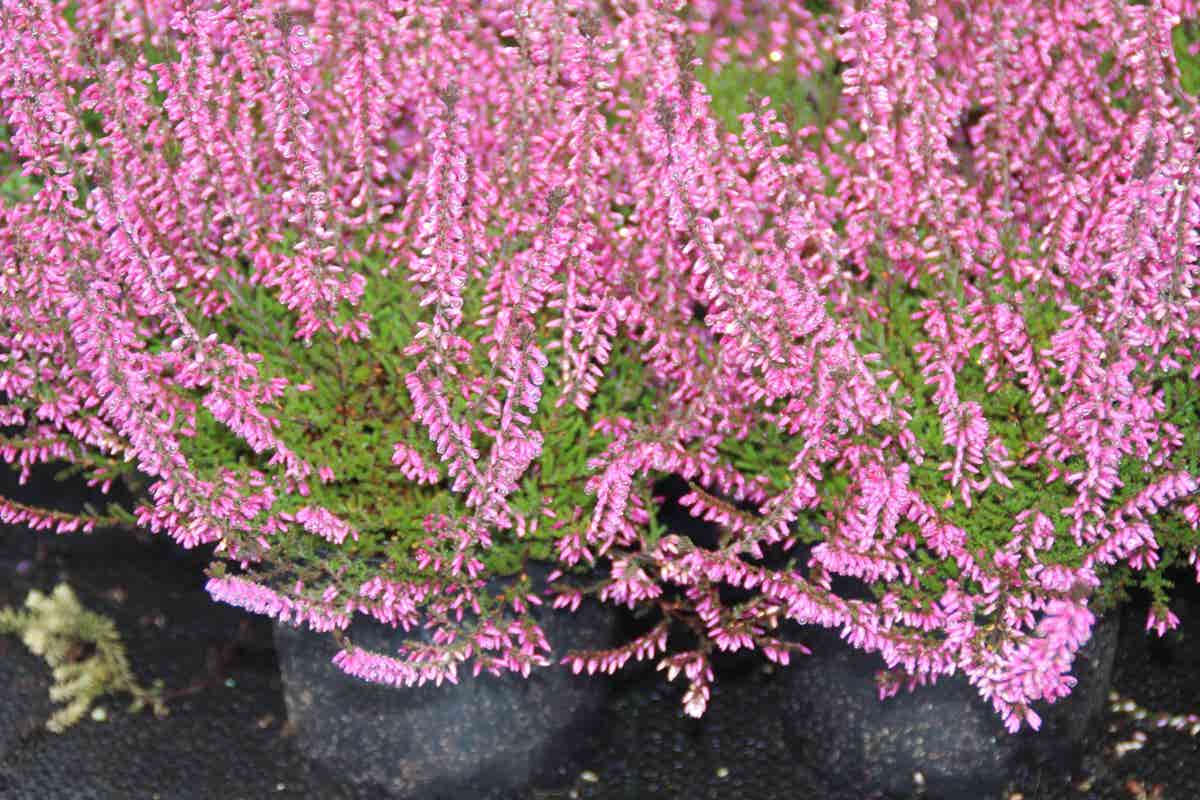 Struikheide (Calluna Vulgaris 'Redbud')