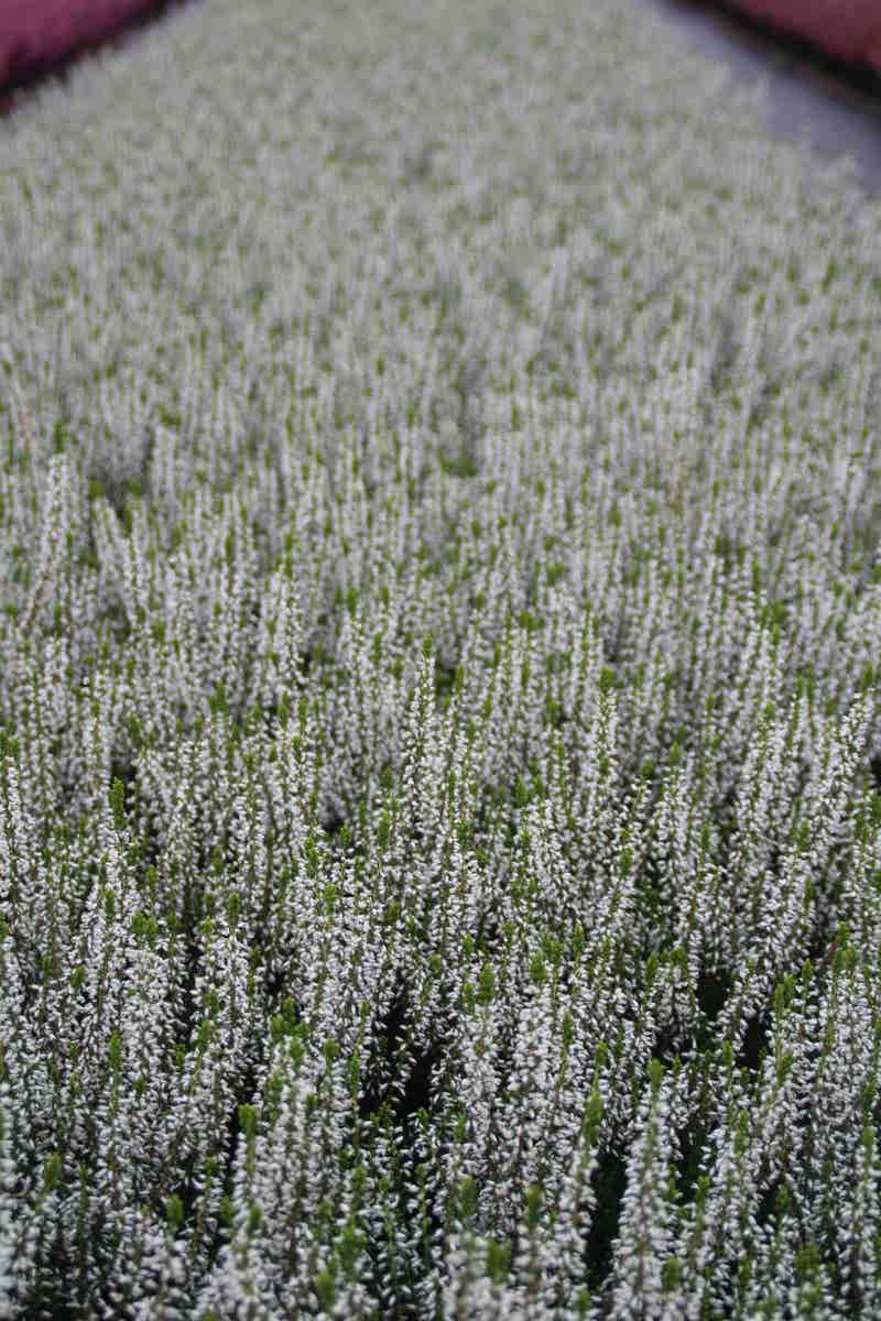 Struikheide (Calluna Vulgaris 'Veluwe')