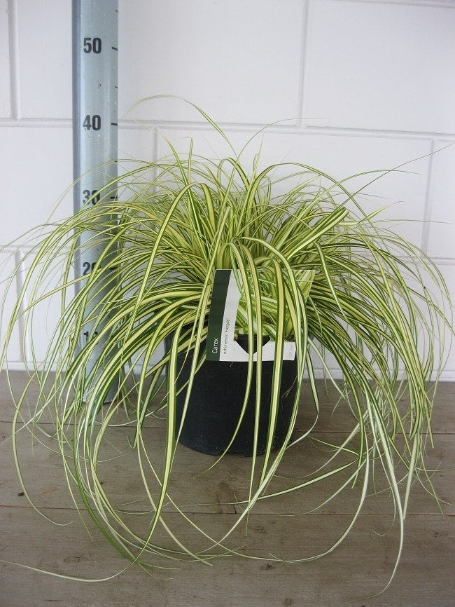 Zegge (Carex Oshimensis 'Evergold')