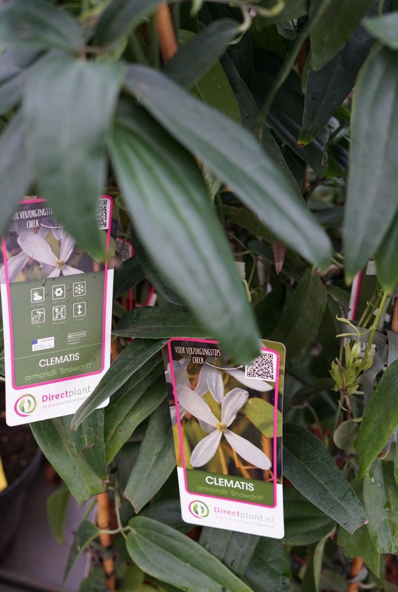 Bosrank, Groenblijvend (Clematis Armandii 'Snowdrift')