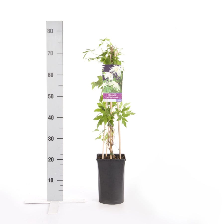 Bosrank (Clematis Alpina 'Albina Plena')