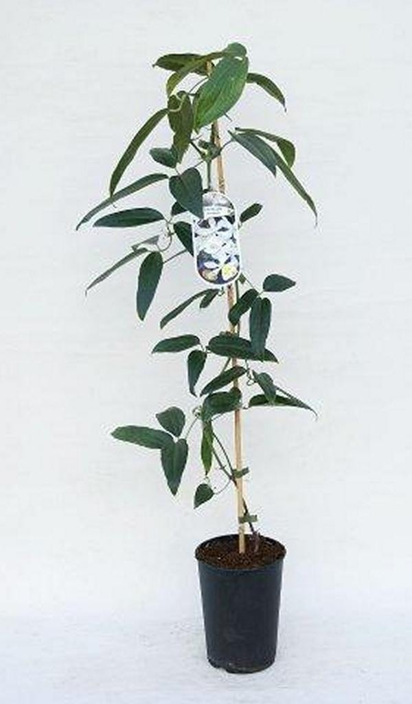 Groenblijvende Clematis (Clematis Armandii 'Enham Star')
