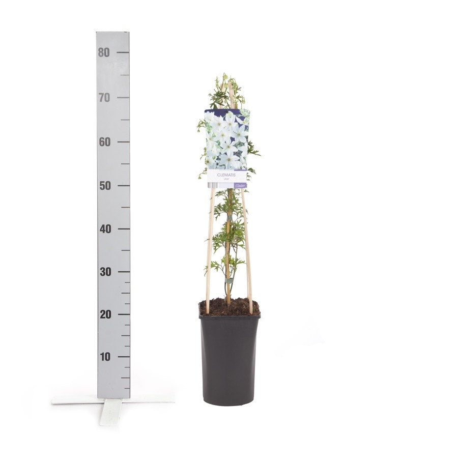 Bosrank (Clematis 'Joe')
