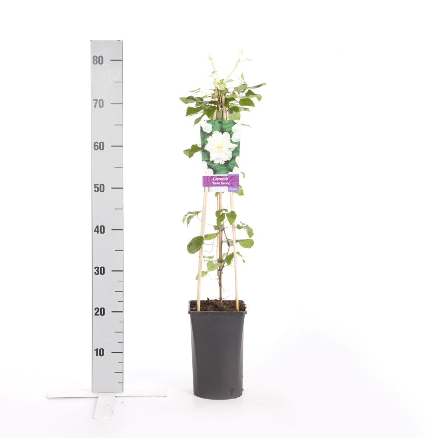 Bosrank (Clematis 'Sylvia Denny')