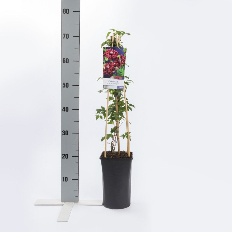 Bosrank (Clematis Viticella 'Purpurea Plena Elegans')