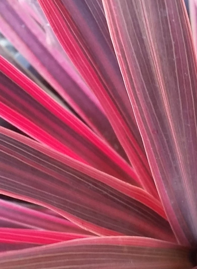 Cordyline (Cordyline Australis 'Electric Pink')
