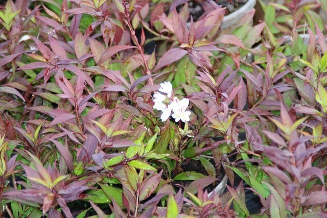 Bruidsbloem (Deutzia Gracilis 'Nikko')