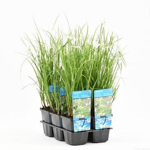 Stergras (Dichromena Colorata)