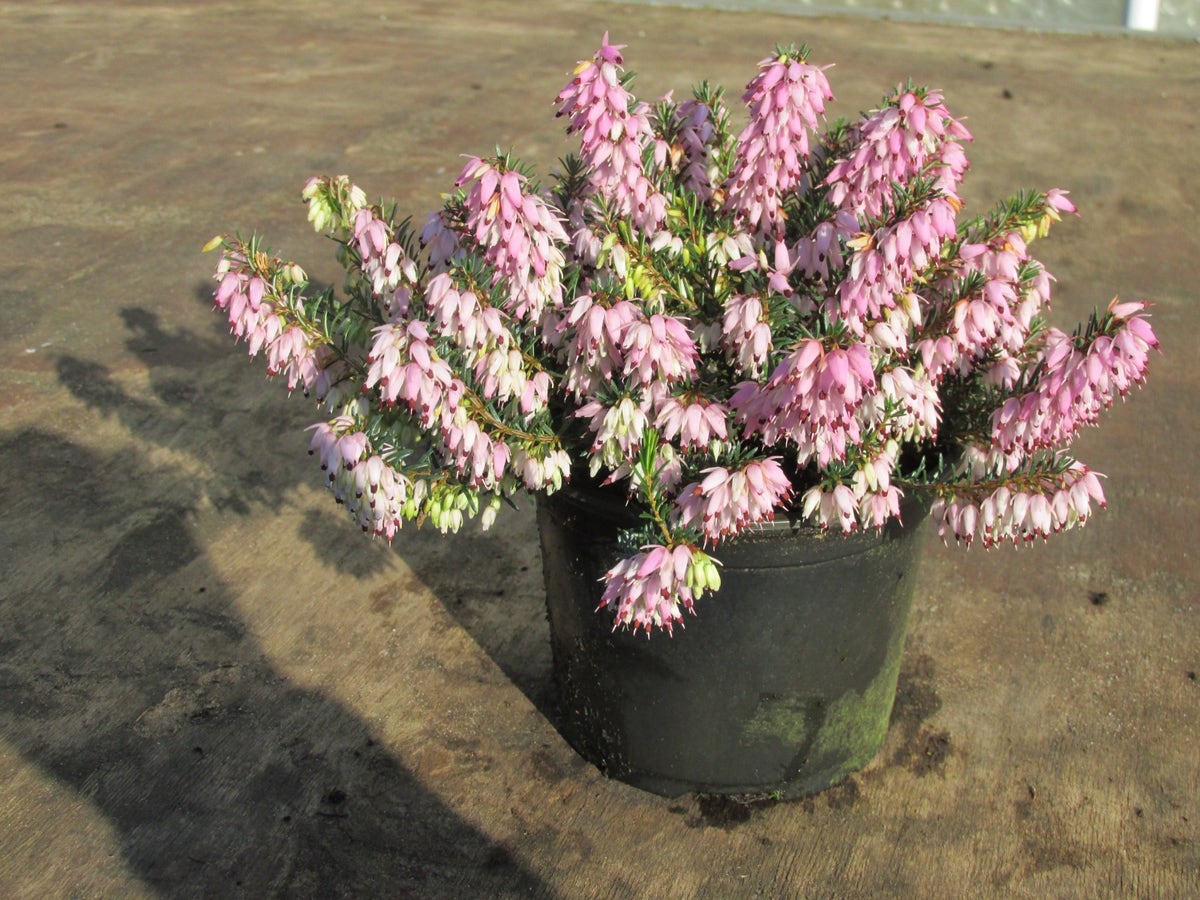 Roze Winterheide (Erica Carnea 'Pink Spangles')