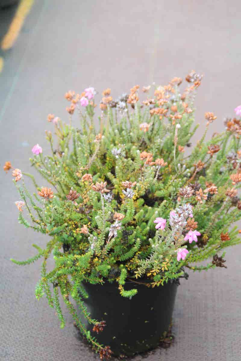Gewone Dopheide (Erica Tetralix)