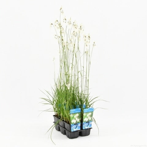 Veenpluis (Eriophorum Angustifolium)