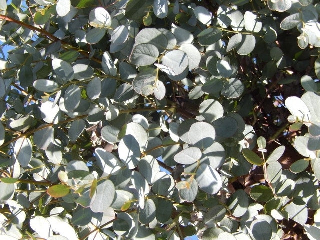 Eucalyptus Als Boom (Eucalyptus Gunnii)