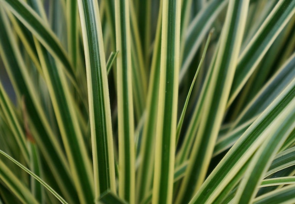 Zegge (Carex Evercream)