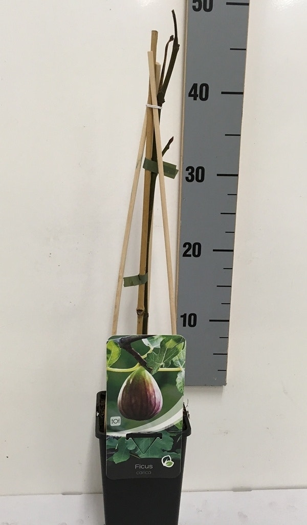 Vijg (Ficus Carica)