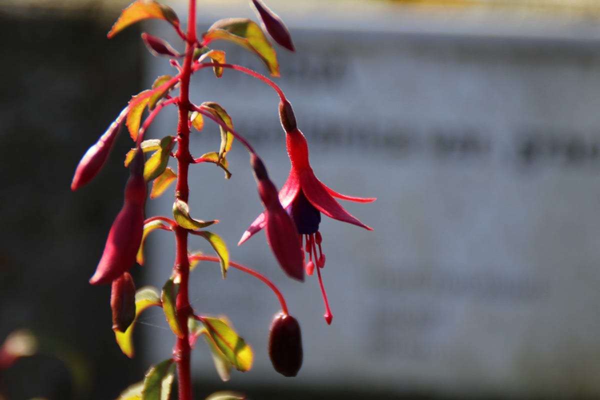 Bellenplant (Fuchsia Magellanica 'Gracilis')