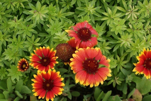 Kokardebloem (Gaillardia 'Kobold')