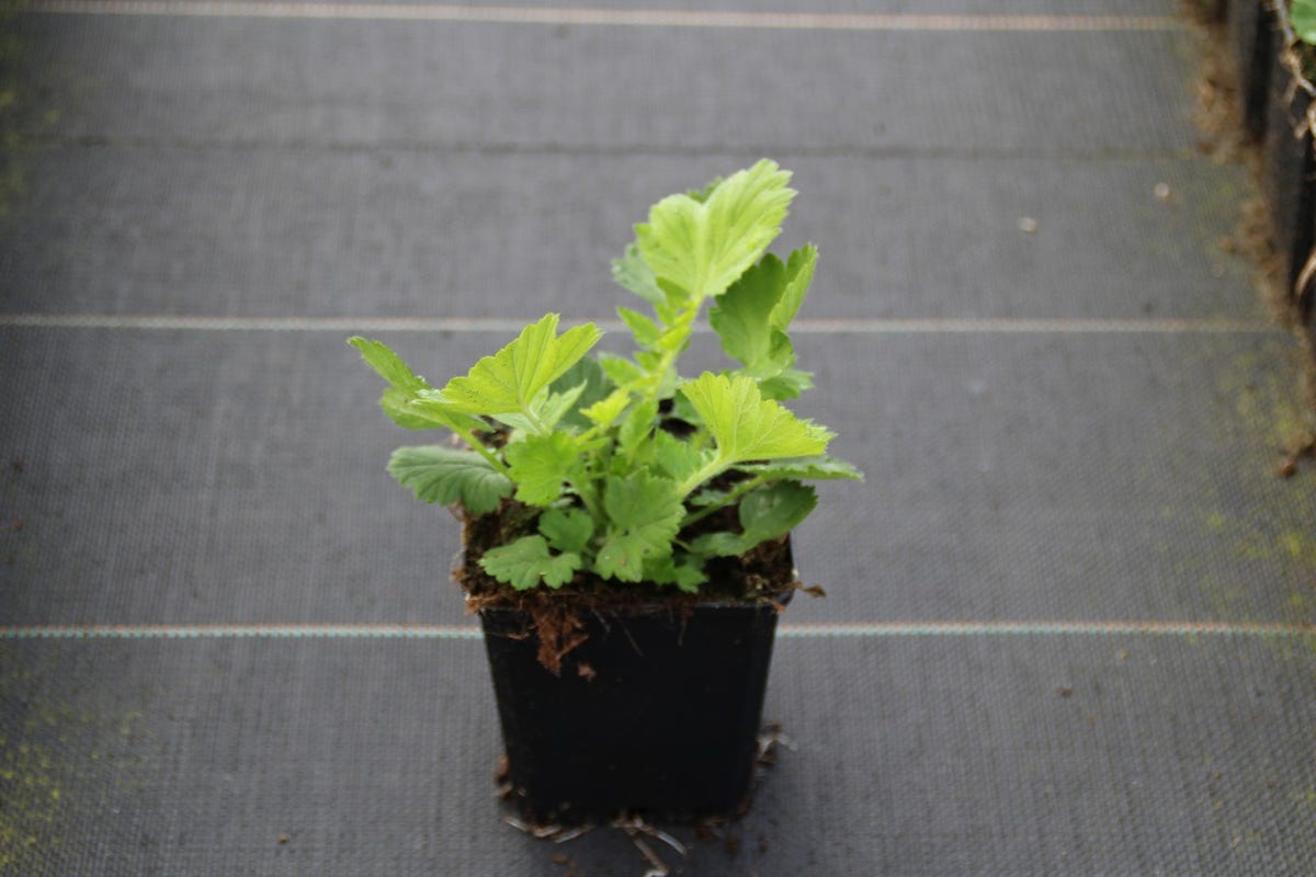 Nagelkruid (Geum Chiloense 'Lady Stratheden')