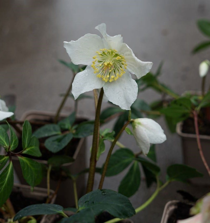 Nieskruid (Helleborus Niger 'Praecox')