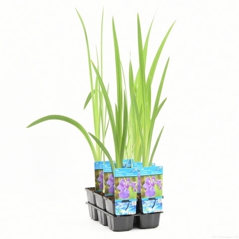 Japanse Iris (Iris Laevigata)