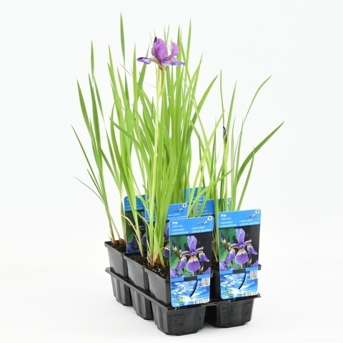 Siberische Lis (Iris Sibirica)