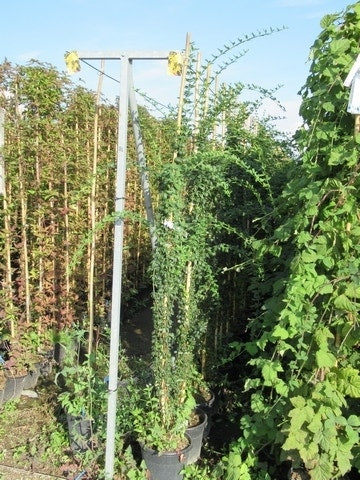 Jasmijn (Jasminum Officinale)