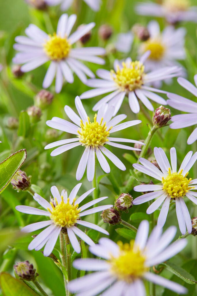 Zomeraster (Kalimeris Incisa 'Nana Blue' )
