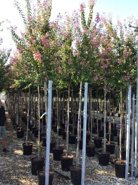 Roze Lagerstroemia Als Boom (Lagerstroemia Indica)