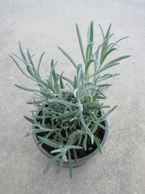 Lavendel (Lavandula Angustifolia)