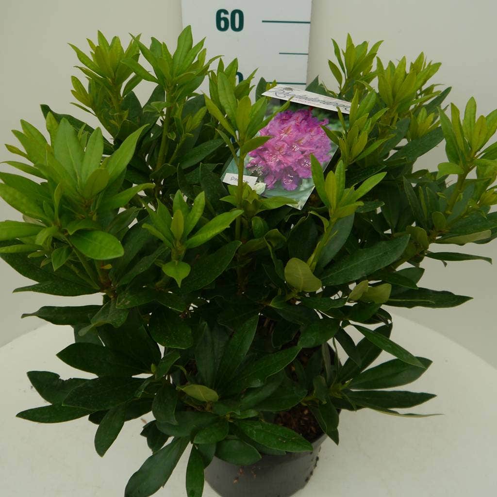 Rhododendron (Rhododendron 'Lee's Dark Purple')