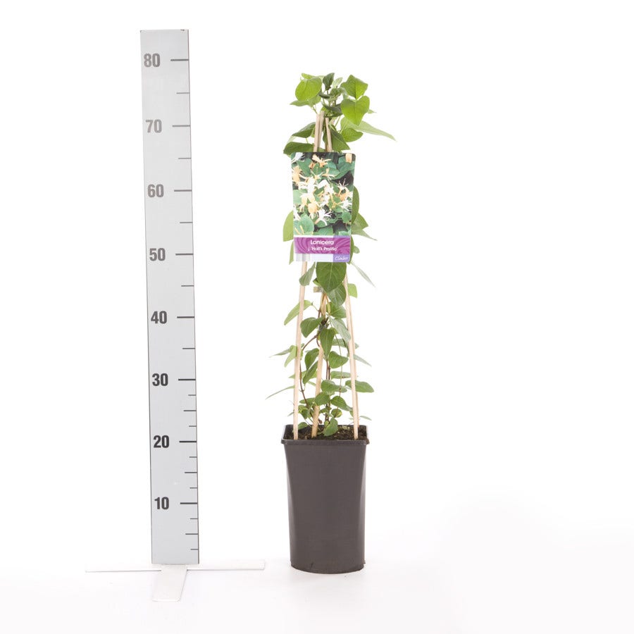 Kamperfoelie (Lonicera Japonica 'Hall's Prolific')