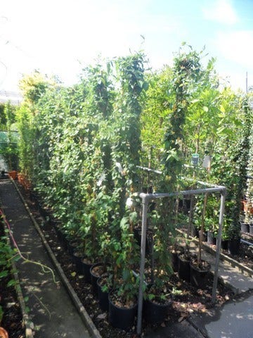 Kamperfoelie (Lonicera Japonica 'Halliana')