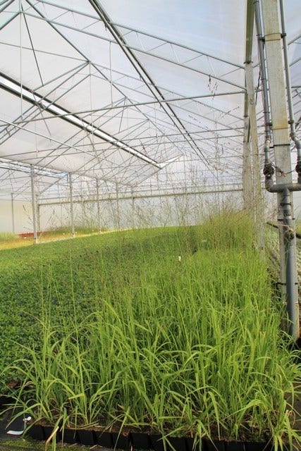 Pijpestrootje (Molinia Arundinacea 'Transparent')