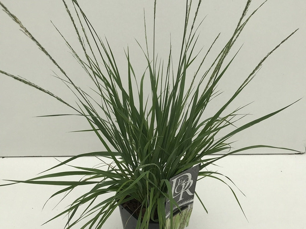 Pijpestrootje (Molinia Caerulea 'Moorhexe')