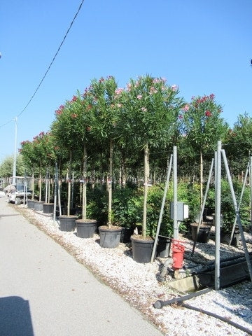 Oleander Als Boom (Nerium Oleander)